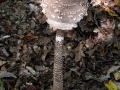 2014_0927_hardegg_021.jpg
